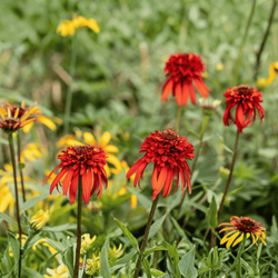 Jeżówka Hot Papaya
