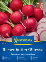 Rzodkiewka 'Vitessa' nasiona na taśmie – Kiepenkerl