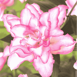 Lilia Roselily Anouska 1 szt.