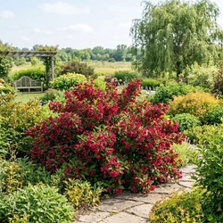 Krzewuszka Red Prince (Weigela florida Red Prince)
