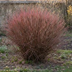 Wierzba Purpurowa Nana (Salix Purpurea Nana) – sadzonka w doniczce C2 – Botana