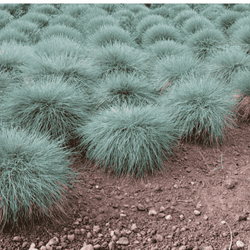 Wydmuchrzyca Piaskowa Blue Dune – sadzonka w doniczce C2 – Botana