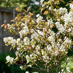 Świdośliwa Lamarcka (Amelanchier Canadensis Lamarckii) – sadzonka w doniczce C2 – Botana