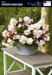 Begonia Pełna Odorata Angelique - 1 szt.