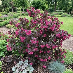 Krzewuszka Alexandra (Weigela florida Alexandra)