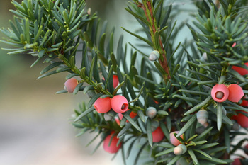 Cis Pośredni 'Hicksii' – Sadzonka 40 cm