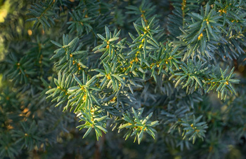 Cis Pośredni 'Hilli' – Sadzonka 30 cm