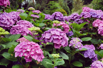 Hortensja Ogrodowa 'Hamburg' – Sadzonka 20 cm