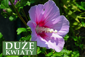 Ketmia syryjska (Hibiskus) 'Maike' – Sadzonka 30 cm