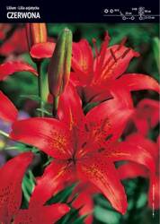 Lilia Azjatycka Czerwona (Lilium Asjaticum Red) - 1 szt.