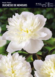 Peonia – Piwonia 'Duchesse De Nemours' – 1 szt.