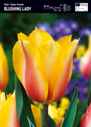 Tulipan 'Blushing Lady' – 10 szt.