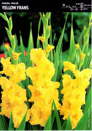 Gladiolus Mieczyk 'Yellow Frans' – 7 szt.