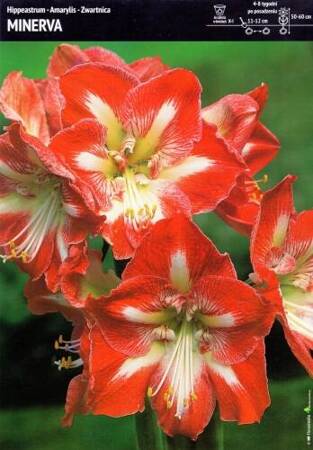 Hippeastrum Amarylis Minerva – 1 szt.