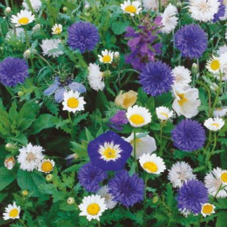 Kwiaty Biało-Niebieskie – Mix Nasion Na Taśmie – Kiepenkerl