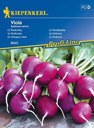 Rzodkiewka 'Viola' – Fioletowa – Kiepenkerl