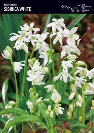 Scilla – Cebulica ‘Sibirica White’ – 30 szt.