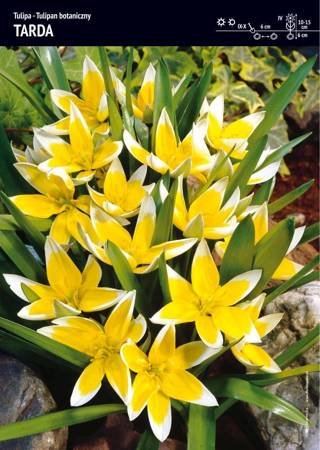 Tulipan 'Tarda' – 30 szt