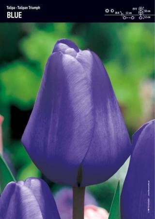 Tulipan 'Triumph Blue' – 30 szt