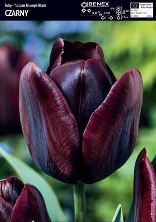 Tulipan czarny– 3 szt. – 'Black'