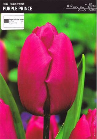 Tulipan fioletowy– 3 szt. – 'Purple prince'